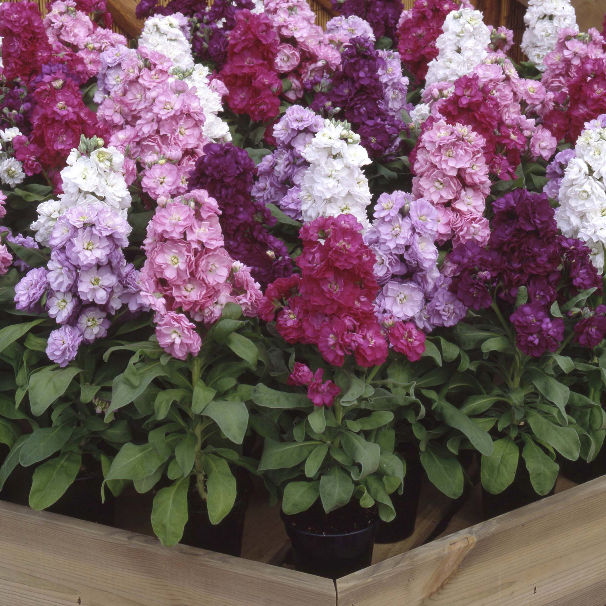 شب بوی معمولی